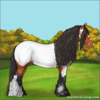 Horse Color:Bay Near Fewspot 