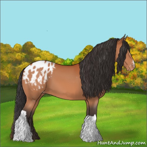 Horse Color:Bay Appaloosa 