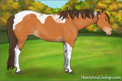 Horse Color:Buckskin Tobiano Blanket 