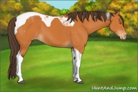 Horse Color:Buckskin Tobiano Blanket 