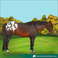 Horse Color:Brown Appaloosa 