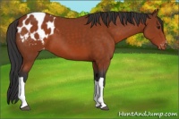 Horse Color:Brown Appaloosa 