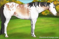 Horse Color:White Spotted Bay Ice Onyx Appaloosa 