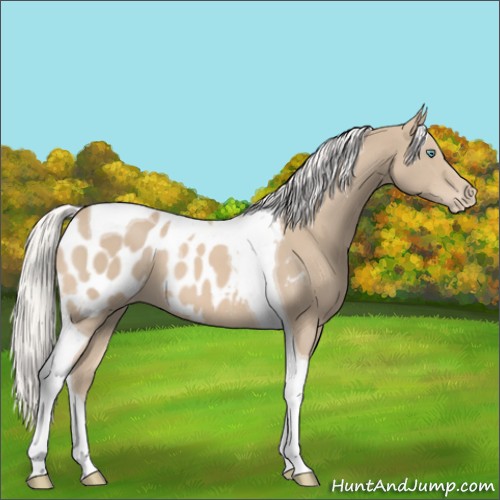 Horse Color:Silver Smoky Creme Tobiano Appaloosa 