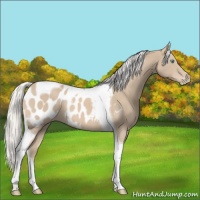 Horse Color:Silver Smoky Creme Tobiano Blanket 