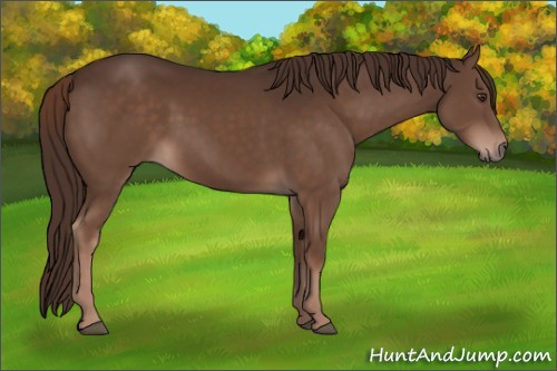 Horse Color:Liver Chestnut Rabicano 