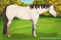 Horse Color:Amber Champagne Dun 