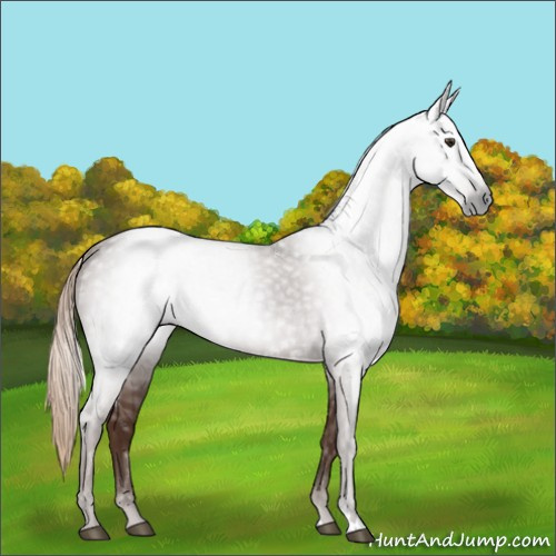 Horse Color:Gray Chestnut