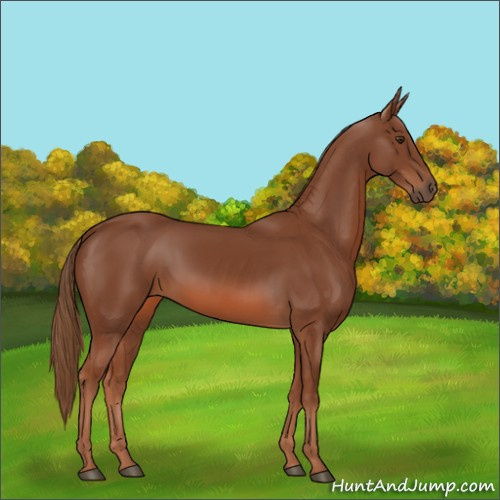 Horse Color:Chestnut 