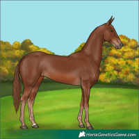 Horse Color:Chestnut 