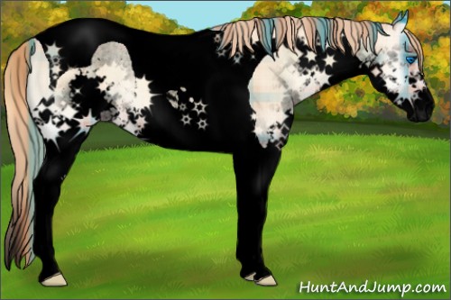 Horse Color:Void Plaid Gold Champagne Onyx Splash Tobiano
