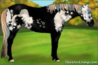 Horse Color:Void Plaid  Gold Champagne Onyx Splash Tobiano 
