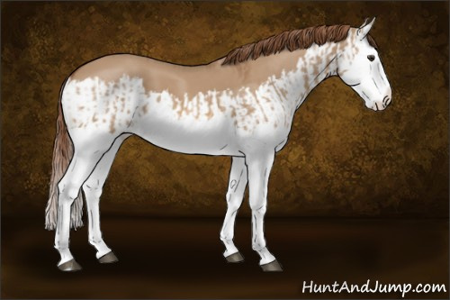 Horse Color:Red Dun Splash  and Red Dun Splash 