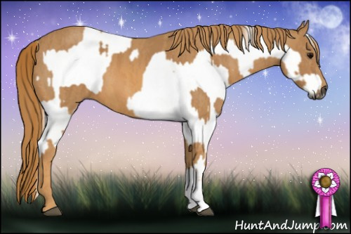Horse Color:Gray White Spotted Black  Brindle