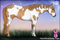 Horse Color:Gray White Spotted Black  Brindle