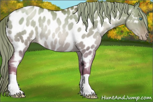 Horse Color:Liver Red Dun Pearl Appaloosa Rabicano 