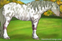 Horse Color:Liver Red Dun Pearl Appaloosa Rabicano 