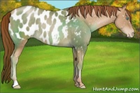 Horse Color:Buckskin Pearl Appaloosa 