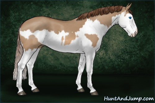 Horse Color:Red Dun Splash  and Red Dun Splash 