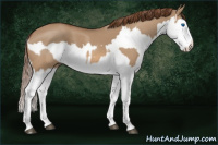 Horse Color:Red Dun Splash and Red Dun Splash