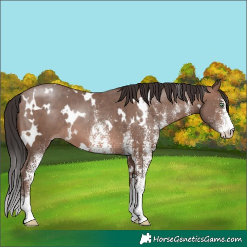 Horse Color:White Spotted Sable Champagne 