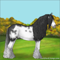 Horse Color:Black Splash Frame 