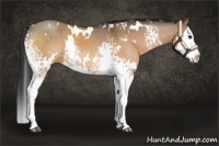 Horse Color:White Spotted Bay Dun Splash 