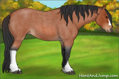 Horse Color:Bay Roan