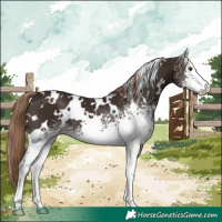Horse Color:White Spotted Liver Chestnut 