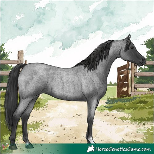 Horse Color:Blue Roan 