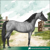 Horse Color:Blue Roan 