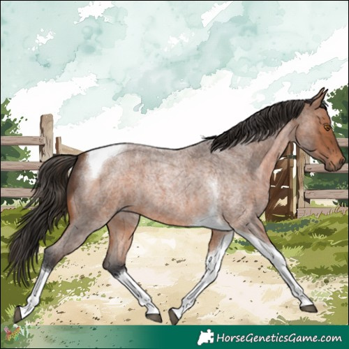 Horse Color:Bay Roan Tobiano 