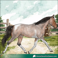 Horse Color:Bay Roan Tobiano 
