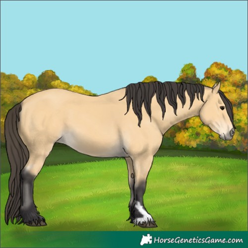 Horse Color:Buckskin 