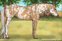 Horse Color:Gray White Spotted Black  Brindle