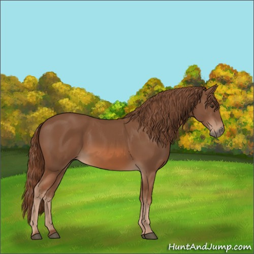 Horse Color:Chestnut 