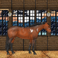 Horse Color:White Spotted Bay 