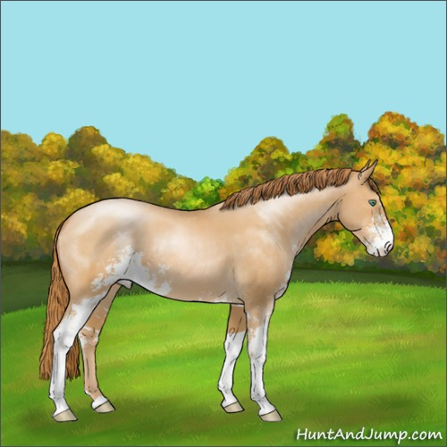 Horse Color:Smoky Black Pearl Sabino 