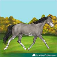 Horse Color:Grullo Roan Sabino