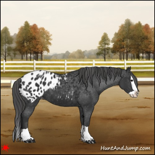 Horse Color:Black Splash Appaloosa 
