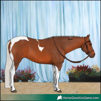Horse Color:Silver Brown Tobiano 