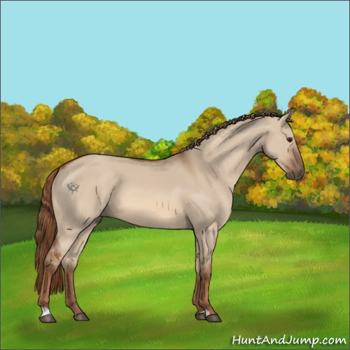 Horse Color:Red Dun