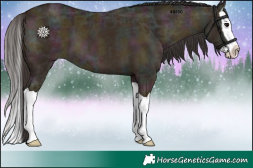 Horse Color:Midnight Bay Ice Dun Splash 