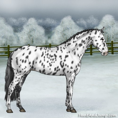 Horse Color:Black Appaloosa 