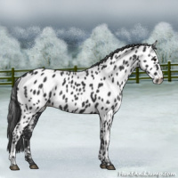 Horse Color:Black Appaloosa 