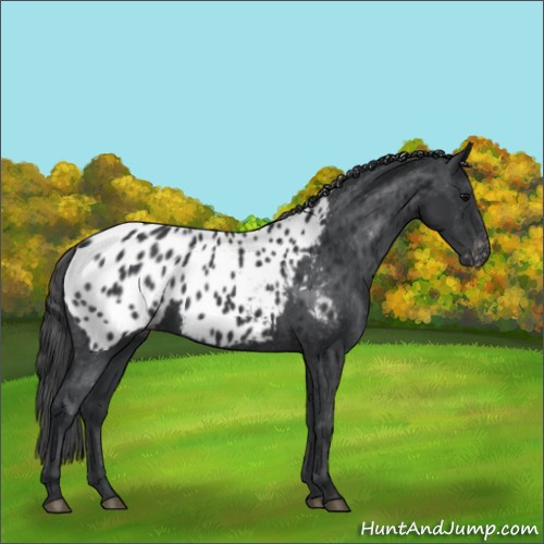 Horse Color:Black Near Leopard 