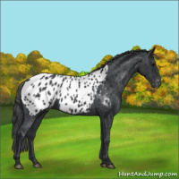 Horse Color:Black Near Leopard 