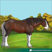Horse Color:Liver Chestnut Splash 