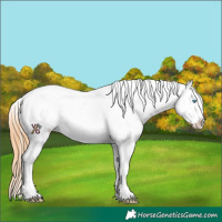 Horse Color:Buckskin Snowdrop Frame Near Leopard