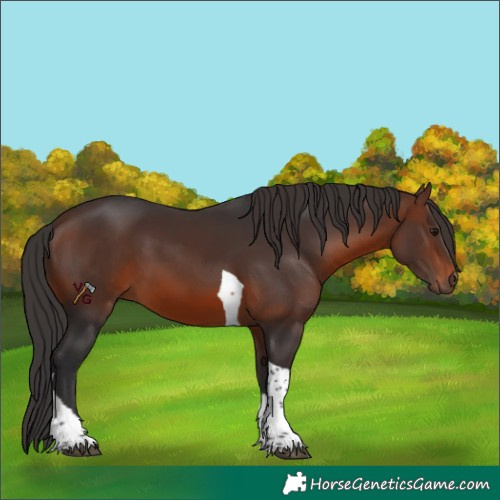 Horse Color:Brown Tobiano 